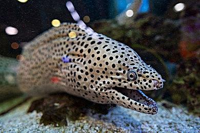 动视新工作室Elsewhere 75%的员工来自CDPR