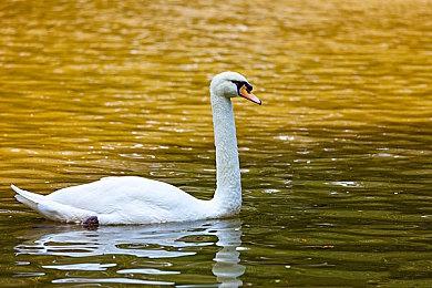 揭秘《极限竞速：地平线5》实机画面，《地平线4》史低折扣心动开启