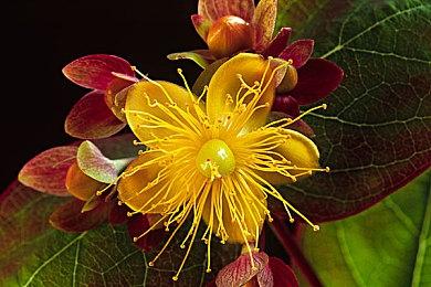 Phil Spencer掌管Xbox十年 玩家评价：他毁了Xbox